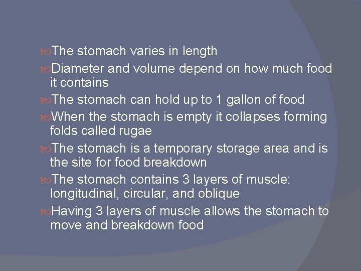  The stomach varies in length Diameter and volume depend on how much food