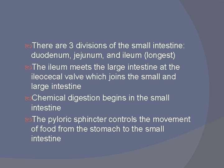  There are 3 divisions of the small intestine: duodenum, jejunum, and ileum (longest)