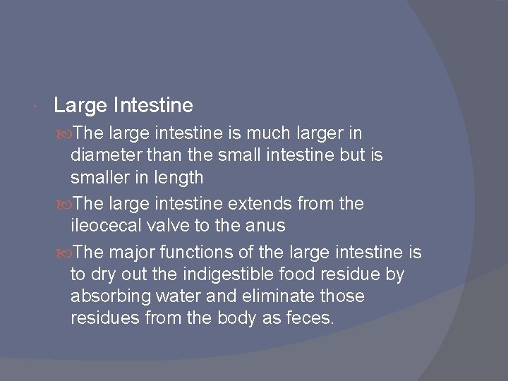  Large Intestine The large intestine is much larger in diameter than the small