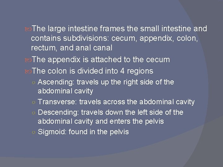  The large intestine frames the small intestine and contains subdivisions: cecum, appendix, colon,