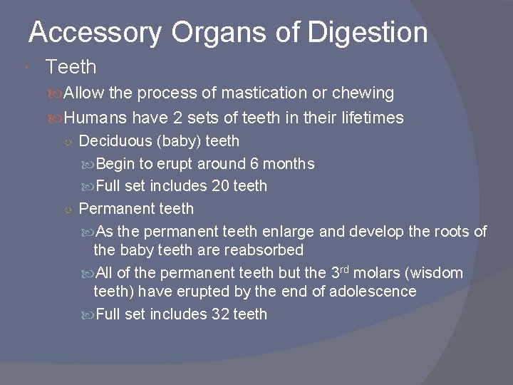 Accessory Organs of Digestion Teeth Allow the process of mastication or chewing Humans have