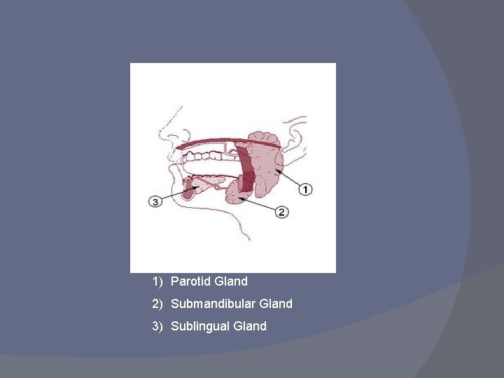 Salivary Glands 1) Parotid Gland 2) Submandibular Gland 3) Sublingual Gland 