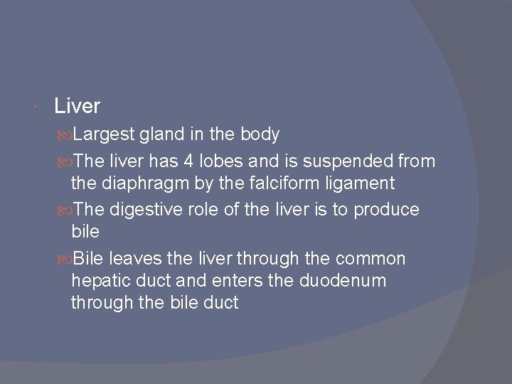  Liver Largest gland in the body The liver has 4 lobes and is
