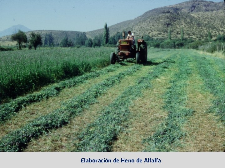 Elaboración de Heno de Alfalfa Elaboración de Heno de Alfalfa