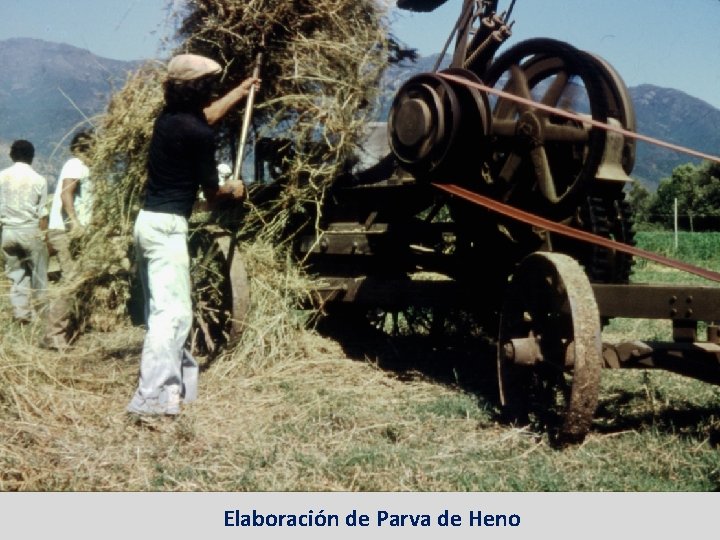 Elaboración de Parva de Heno 