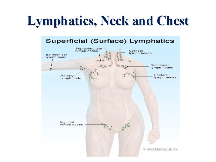 Lymphatics, Neck and Chest 