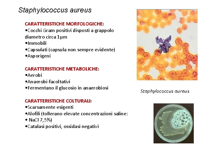 Staphylococcus aureus CARATTERISTICHE MORFOLOGICHE: • Cocchi Gram positivi disposti a grappolo diametro circa 1μm