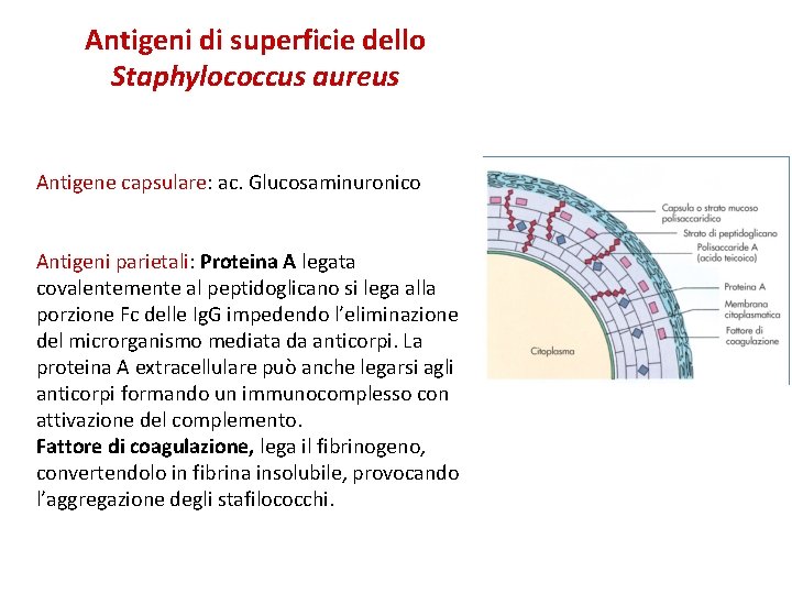 Antigeni di superficie dello Staphylococcus aureus Antigene capsulare: ac. Glucosaminuronico Antigeni parietali: Proteina A