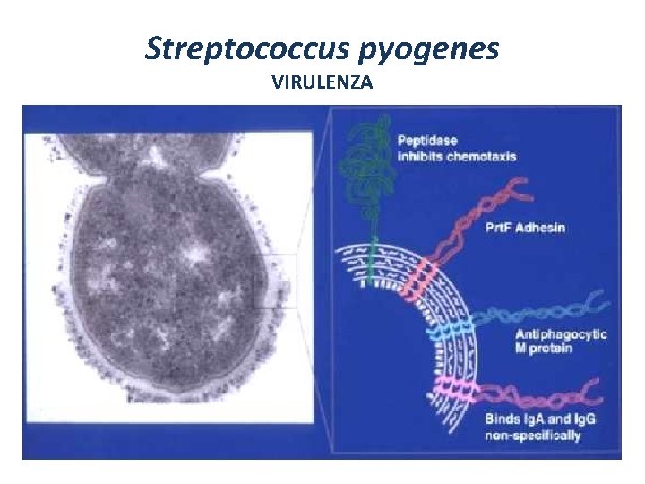 Streptococcus pyogenes VIRULENZA 