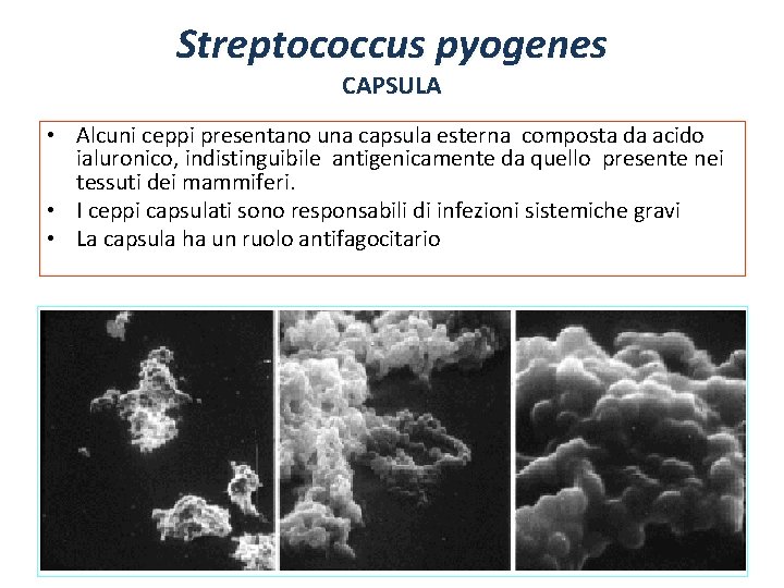 Streptococcus pyogenes CAPSULA • Alcuni ceppi presentano una capsula esterna composta da acido ialuronico,