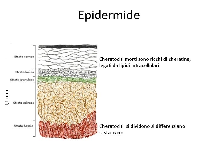 Epidermide 0, 1 mm Cheratociti morti sono ricchi di cheratina, legati da lipidi intracellulari