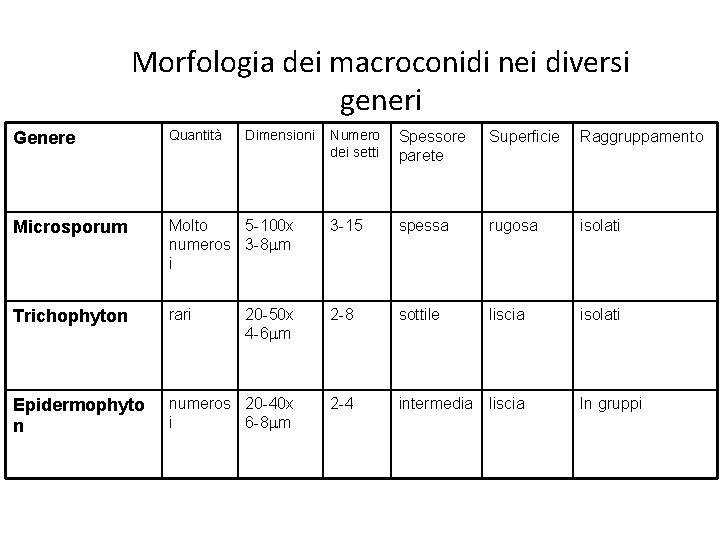 Morfologia dei macroconidi nei diversi generi Genere Quantità Microsporum Dimensioni Numero dei setti Spessore