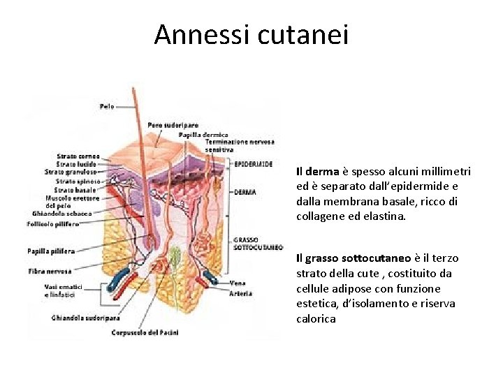 Annessi cutanei Il derma è spesso alcuni millimetri ed è separato dall’epidermide e dalla