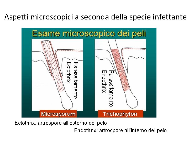 Aspetti microscopici a seconda della specie infettante Ectothrix: artrospore all’esterno del pelo Endothrix: artrospore