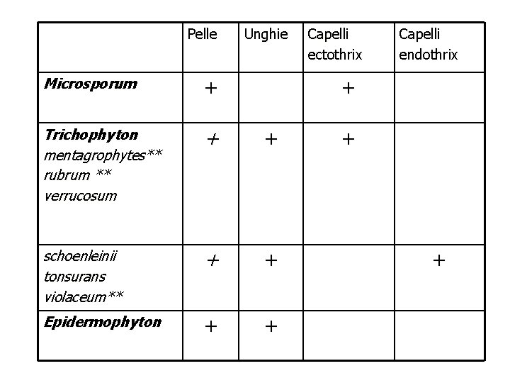 Pelle Unghie Microsporum + Trichophyton mentagrophytes** rubrum ** verrucosum + + schoenleinii tonsurans violaceum**