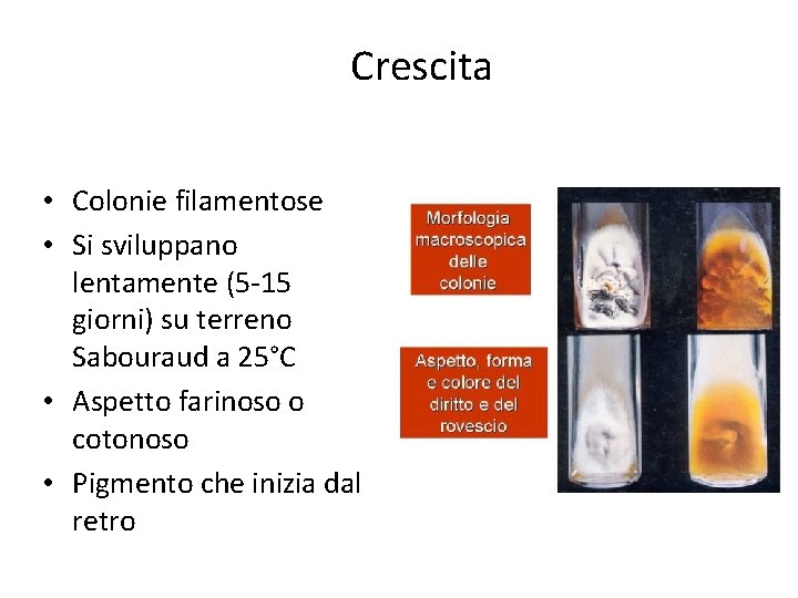 Crescita • Colonie filamentose • Si sviluppano lentamente (5 -15 giorni) su terreno Sabouraud