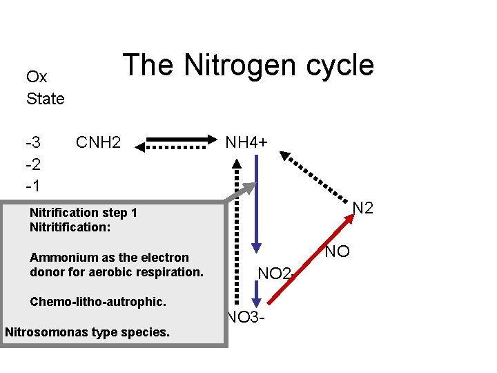 Ox State The Nitrogen cycle 3 CNH 2 2 1 0 Nitrification step 1