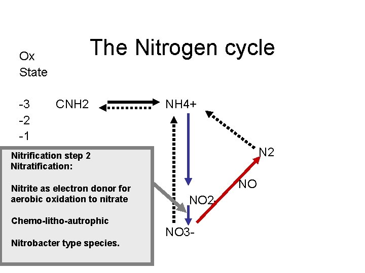 Ox State The Nitrogen cycle 3 CNH 2 2 1 0 Nitrification step 2