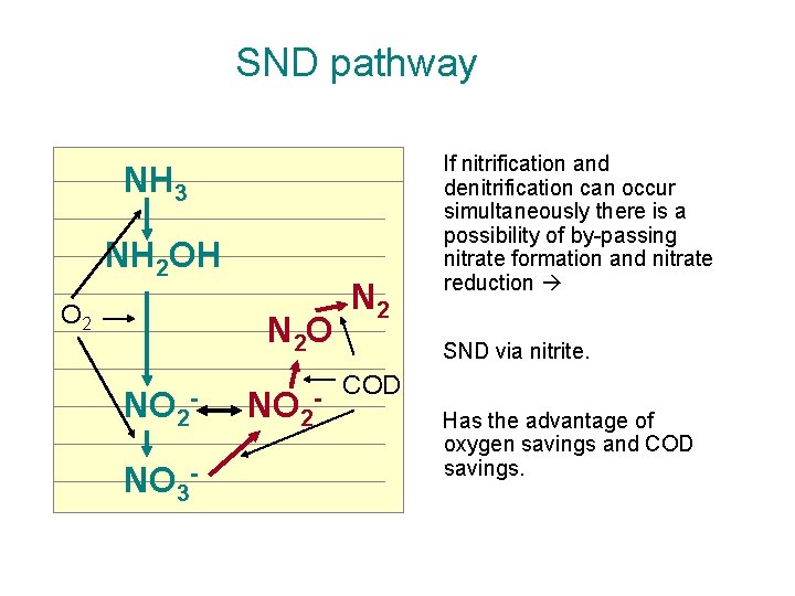 SND pathway NH 3 NH 2 OH O 2 N 2 O NO 2