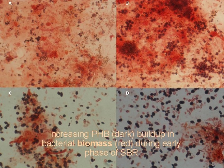 A B C D Increasing PHB (dark) buildup in bacterial biomass (red) during early