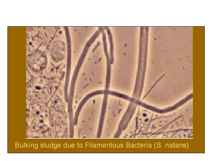 Bulking sludge due to Filamentous Bacteria (S. natans) 