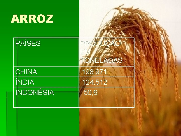 ARROZ PAÍSES PRODUÇÃO EM TONELADAS CHINA ÍNDIA INDONÉSIA 198. 971 124. 512 50, 6