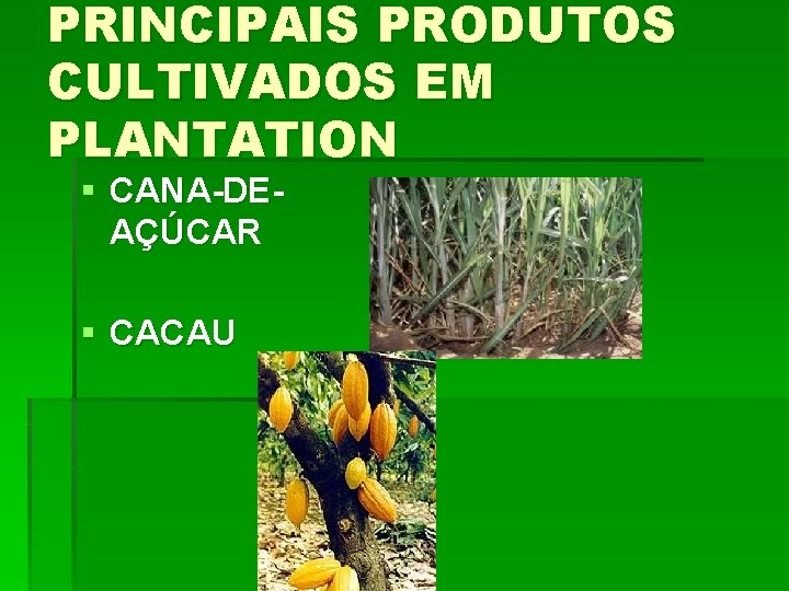 PRINCIPAIS PRODUTOS CULTIVADOS EM PLANTATION § CANA-DEAÇÚCAR § CACAU 