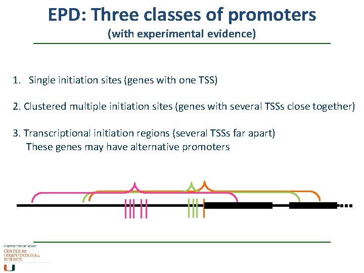 EPD: Three classes of promoters (with experimental evidence) 1. Single initiation sites (genes with