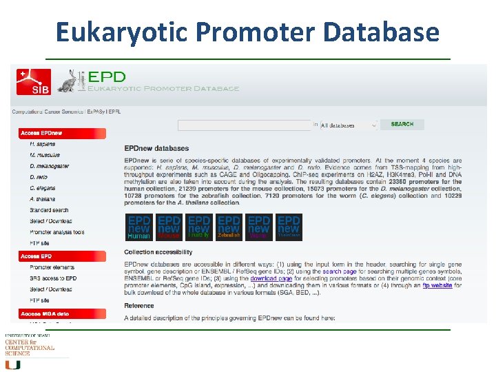 Eukaryotic Promoter Database 