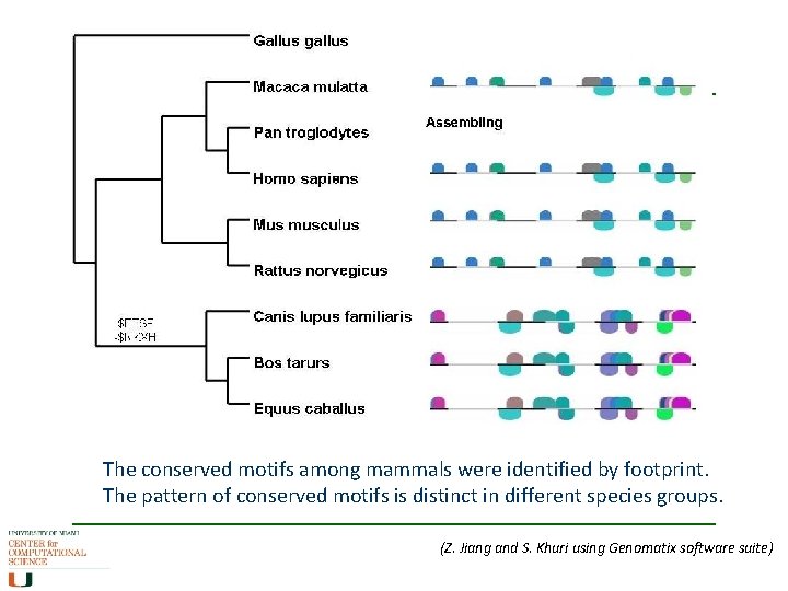 The conserved motifs among mammals were identified by footprint. The pattern of conserved motifs