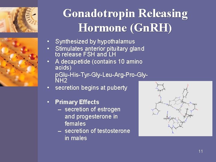 Gonadotropin Releasing Hormone (Gn. RH) • Synthesized by hypothalamus • Stimulates anterior pituitary gland