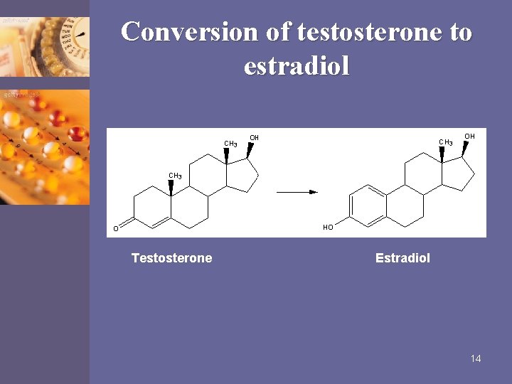 Conversion of testosterone to estradiol Testosterone Estradiol 14 