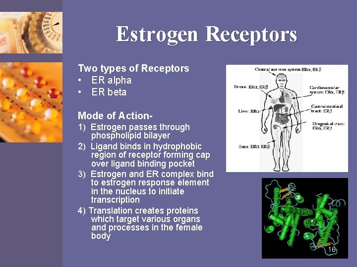 Estrogen Receptors Two types of Receptors • ER alpha • ER beta Mode of