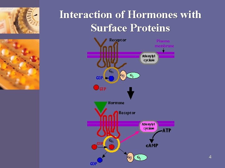 Interaction of Hormones with Surface Proteins 4 