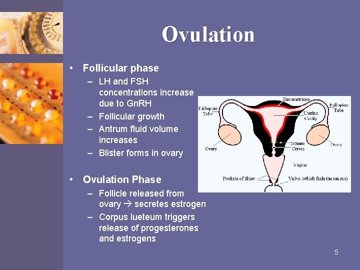 Ovulation • Follicular phase – LH and FSH concentrations increase due to Gn. RH
