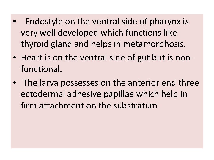  • Endostyle on the ventral side of pharynx is very well developed which