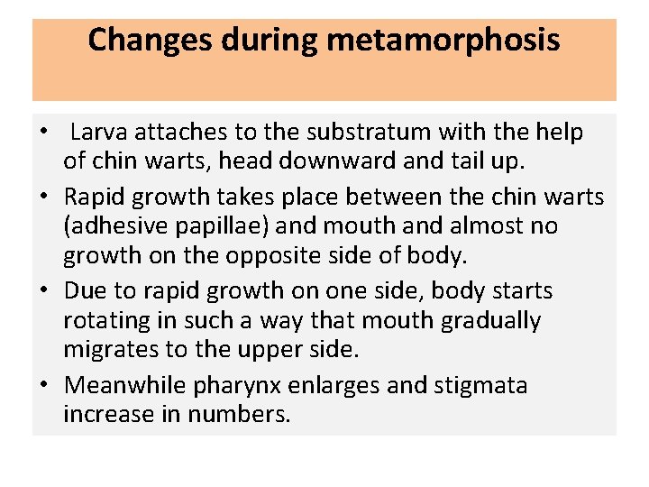 Changes during metamorphosis • Larva attaches to the substratum with the help of chin