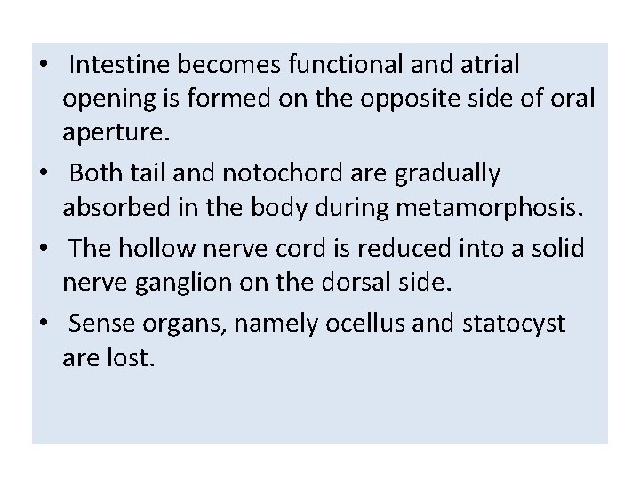  • Intestine becomes functional and atrial opening is formed on the opposite side