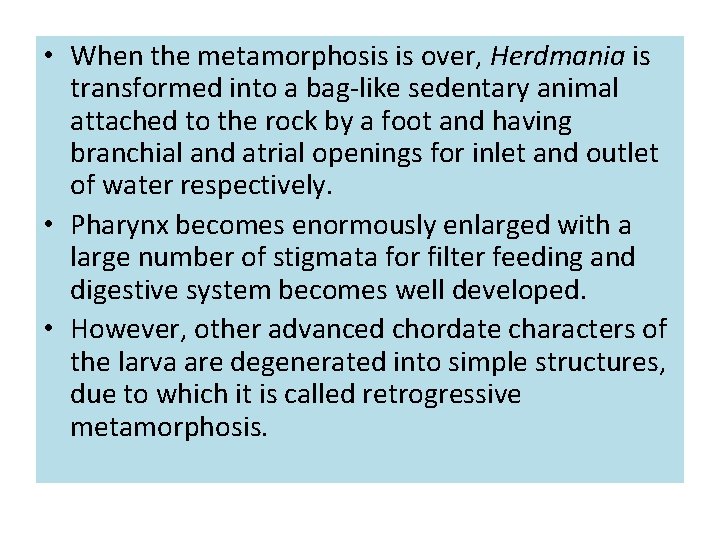  • When the metamorphosis is over, Herdmania is transformed into a bag-like sedentary