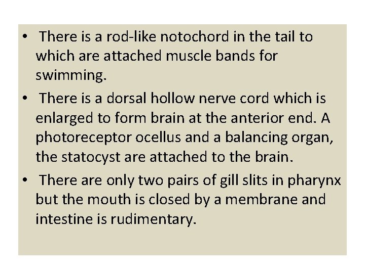  • There is a rod-like notochord in the tail to which are attached