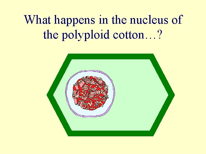 What happens in the nucleus of the polyploid cotton…? 