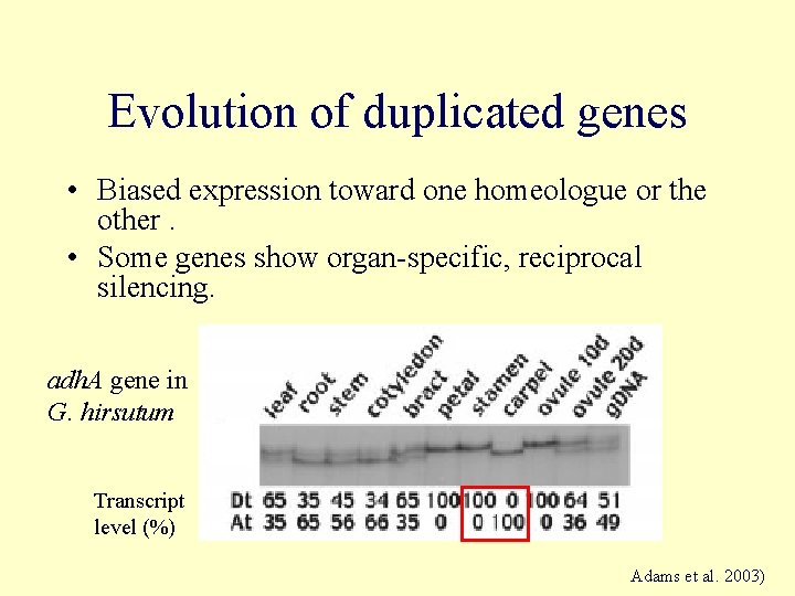 Evolution of duplicated genes • Biased expression toward one homeologue or the other. • Evolution of duplicated genes • Biased expression toward one homeologue or the other. •