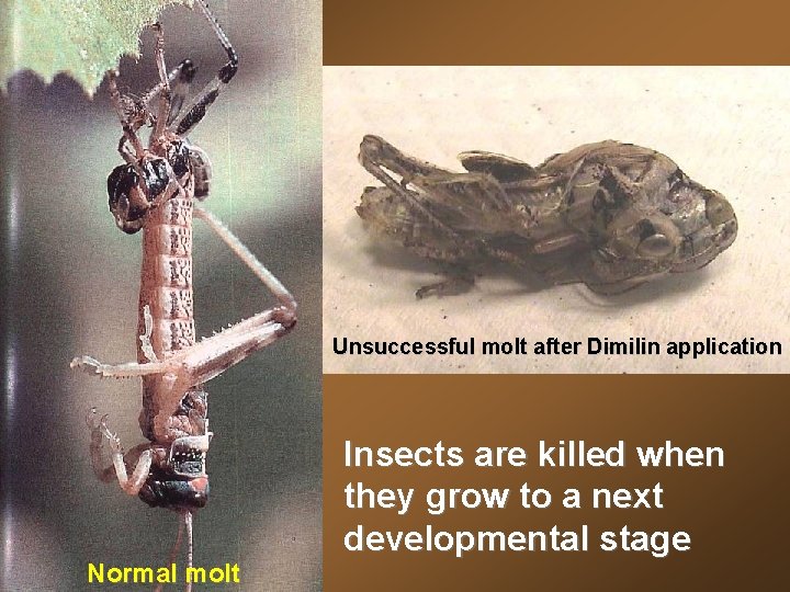 Unsuccessful molt after Dimilin application Normal molt Insects are killed when they grow to