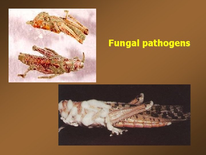 Fungal pathogens 