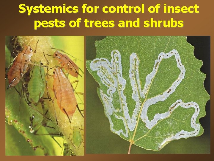 Systemics for control of insect pests of trees and shrubs 