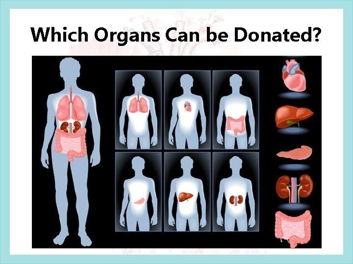 Which Organs Can be Donated? Which Organs Can be Donated?