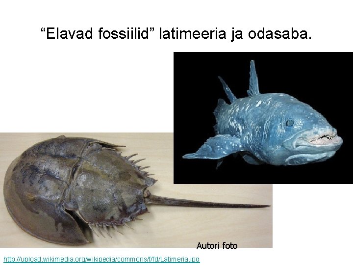 “Elavad fossiilid” latimeeria ja odasaba. Autori foto http: //upload. wikimedia. org/wikipedia/commons/f/fd/Latimeria. jpg 