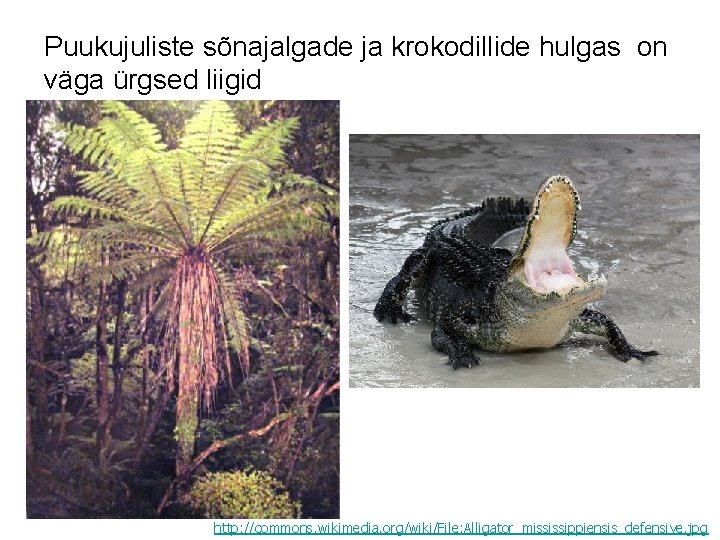 Puukujuliste sõnajalgade ja krokodillide hulgas on väga ürgsed liigid http: //commons. wikimedia. org/wiki/File: Alligator_mississippiensis_defensive.