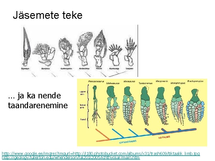 Jäsemete teke … ja ka nende taandarenemine http: //www. google. ee/imgres? imgurl=http: //i 180.