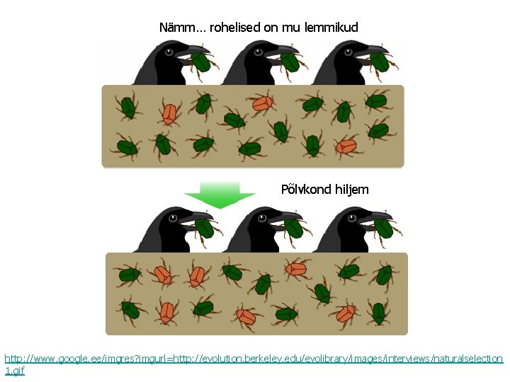 Nämm… rohelised on mu lemmikud Põlvkond hiljem http: //www. google. ee/imgres? imgurl=http: //evolution. berkeley.